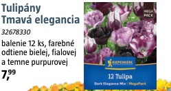 Tulipány Tmavá elegancia