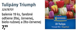 Tulipány Triumph
