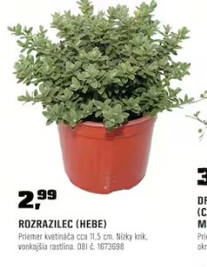 Rozrazilec Hebe