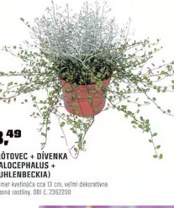 Drôtovec a dívenka – kombinovaná výsadba
