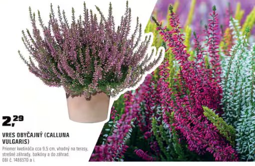 Vres obyčajný Calluna vulgaris