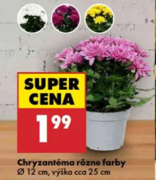 Chryzantéma