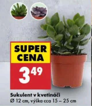 Sukulent v kvetináči