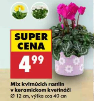 Mix kvitnúcich rastlín v keramickom kvetináči