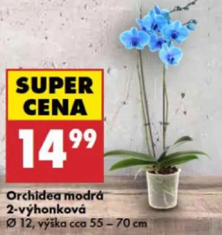 Orchidea modrá 2-výhonková
