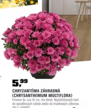 Chryzantéma záhradná 19 cm