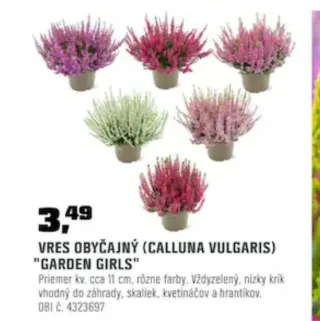 Vres obyčajný Garden Girls