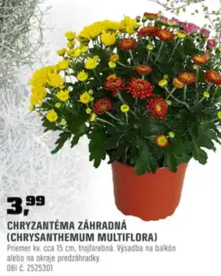 Chryzantéma záhradná 15 cm