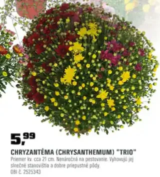 Chryzantéma Trio 21 cm