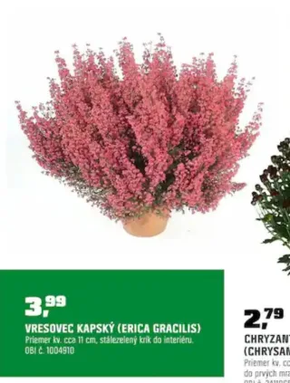 Vresovec kapský