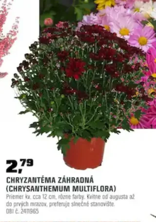 Chryzantéma záhradná 12 cm