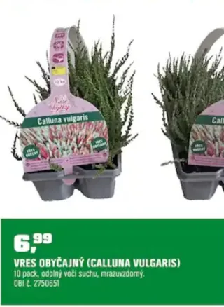 Vres obyčajný 10-pack