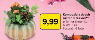 Kompozícia dvoch rastlín v tekvici