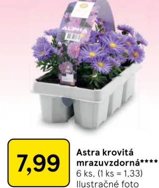 Astra krovitá mrazuvzdorná